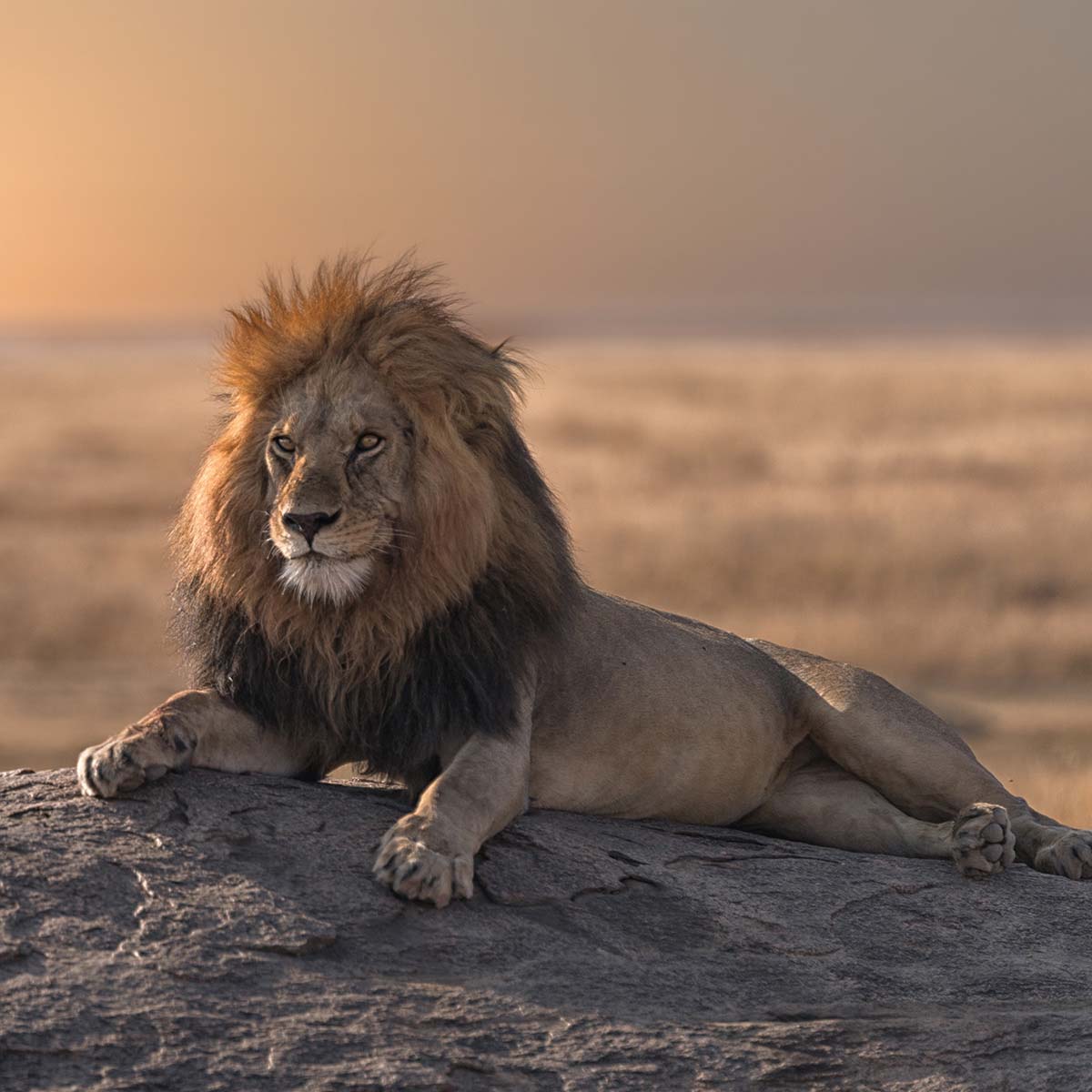 Africa & Safari