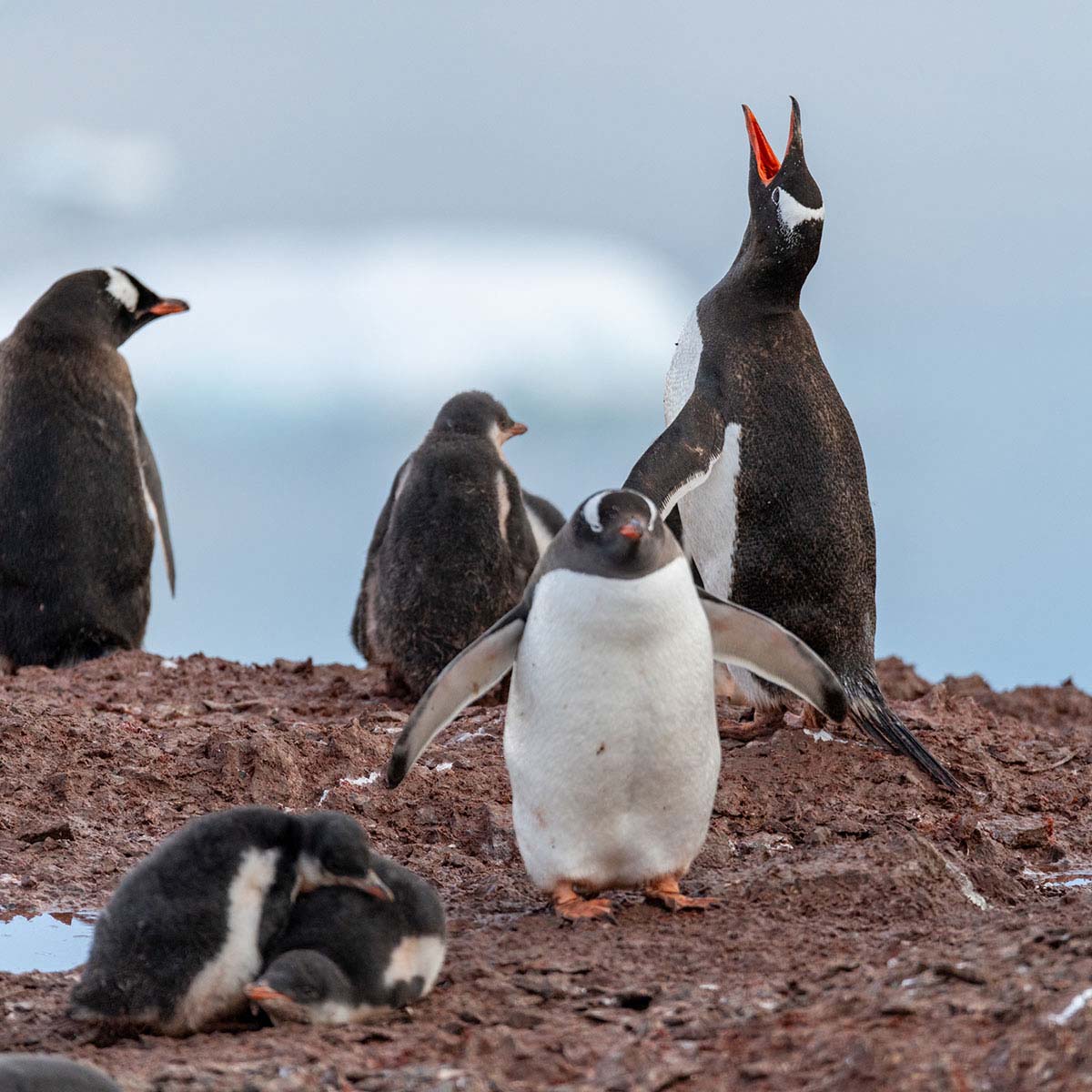 Antarctica & the Arctic