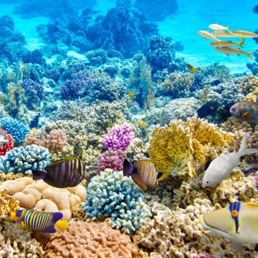 Australia & New Zealand