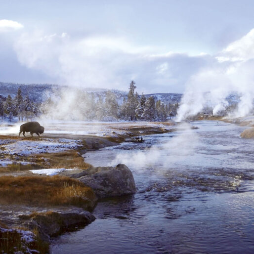 Yellowstone in Winter & Manitoba Polar Bears